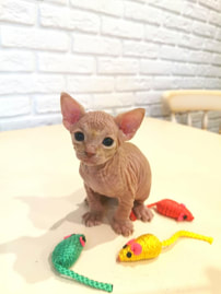  Sphynx kitten with toys