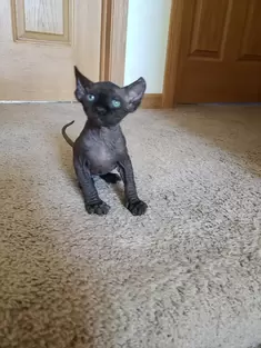  Sphynx Kitten For Sale