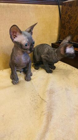 Sphynx kittens on the bed