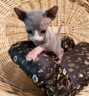 sphynx kitten for adoption